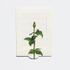 Living Card Rose